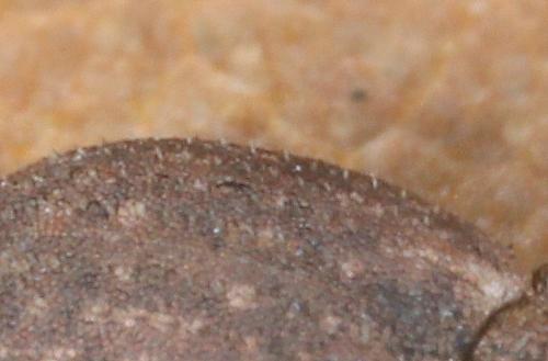 Réf. 319 035 : Strophosoma capitatum